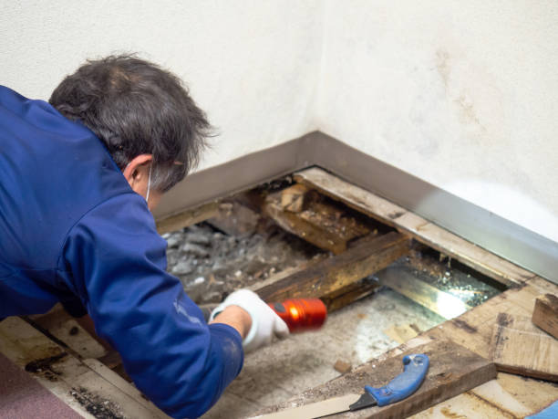 Best Mold Damage Repair  in Macon, MO