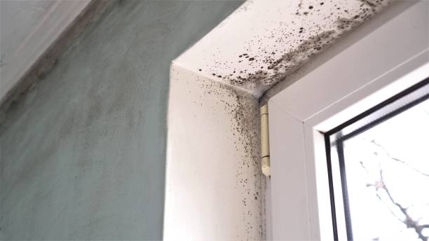 Best Professional Mold Removal  in Macon, MO