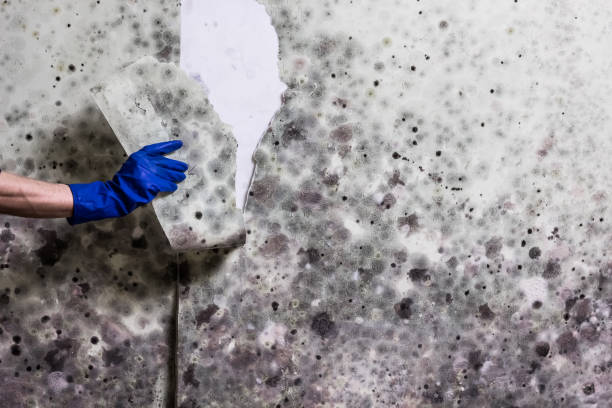 Best Emergency Mold Removal  in Macon, MO