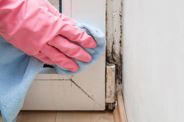 Attic Mold Removal in Macon, MO